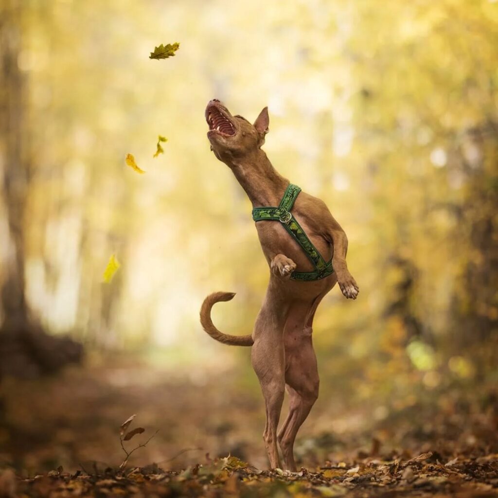 Instagram post from better.call.raoul. This post is in position 5.